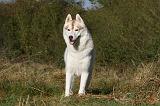 SIBERIAN HUSKY 786